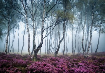 Obrazek 13984 - Natura Las Brzozowy Wrzos Mgła