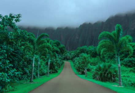 Obrazek 13988 - Krajobraz Natury Droga na Hawajach 