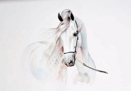 Obrazek 14086 - Zwierzęta Konie Biały Rumak Sztuka