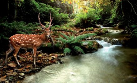 Obrazek Zwierzęta Jeleń Natura Krajobraz Las