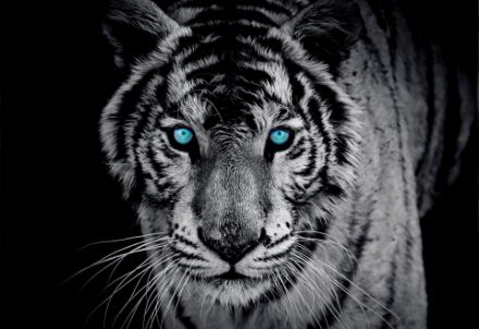 Obrazek Zwierzęta Tygrys Niebieski Oczy Portret