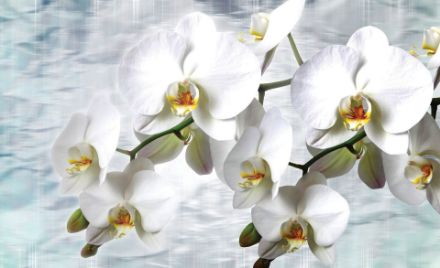 Obrazek 1667 - Orchidee