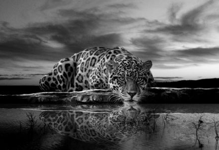 Obrazek Zwierzęta Koty Jaguar Czarno-Biały