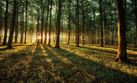 Obrazek Natura Las Słońce Krajobraz Drzewa