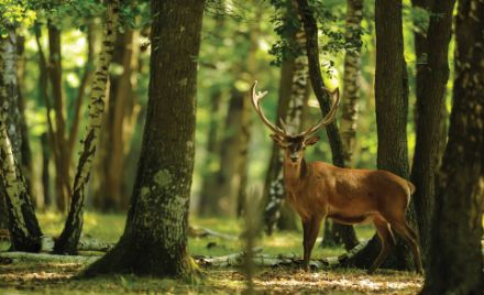 Obrazek Natura Las Jeleń Drzewa Konary