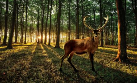 Obrazek Natura Las Jeleń Wschód Słońca