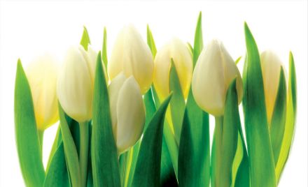 Obrazek Natura Kwiaty Tulipany Zielone Liście