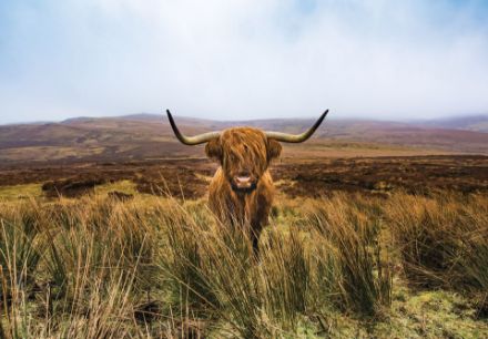Obrazek 14168 - Zwierzęta Szkocka Krowa Wyżynna Krajobraz