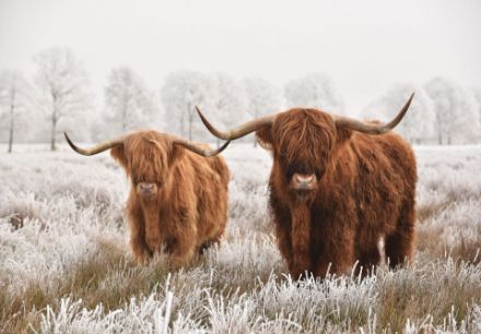 Obrazek 14169 - Zwierzęta Natura Szkockie Krowy Krajobraz 