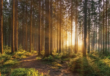 Obrazek 14185 - Natura Las Wiosna Drzewa Słońce