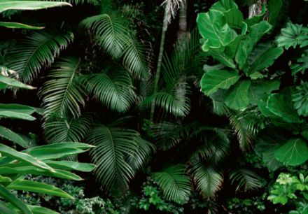 Obrazek 14402 - Natura Las Tropikalny Liście