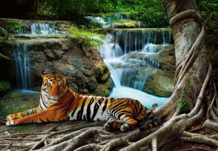 Obrazek 14407 - Natura Zwierzęta Las Wodospad