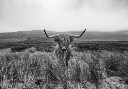 Obrazek 14499 - Krajobraz szkocka krowa wyżynna