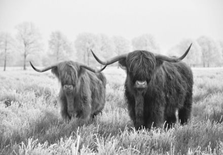 Obrazek 14500 - Krajobraz szkocka krowa wyżynna