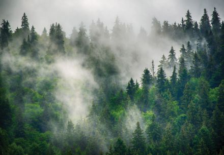 Obrazek 14566 - Natura las krajobraz mgła