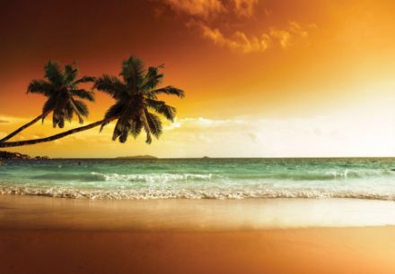 Obrazek 14614 - Natura palmy plaża morze