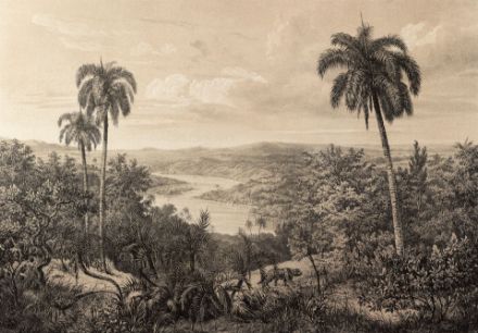 Obrazek 14593 - Imitacja litografia vintage dżungla