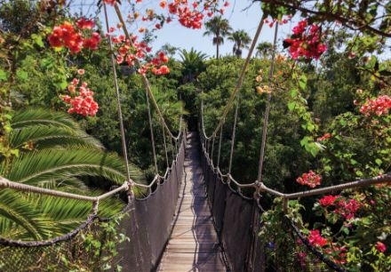 Obrazek Most w Dżungli